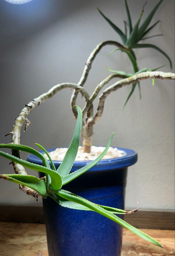 特大　アロエ　ストリアツラ　特殊樹形　陶器鉢のまま発送　ドライガーデン