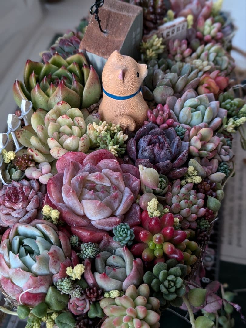多肉植物 そのまま飾れる 大きな寄せ植え❁⃘*.゜わんちゃんの箱庭風❁⃘*.゜